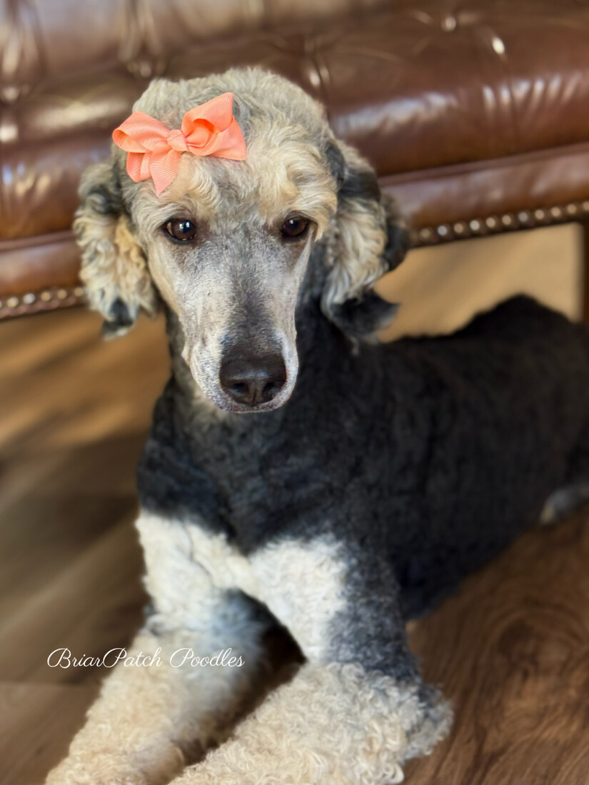 Marigold (Goldie) (CH Criders Critter on the Barbie)