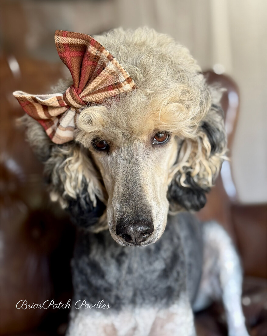 Marigold (Goldie) (CH Criders Critter on the Barbie)