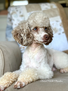 Nico (AKC Romantico By Design)