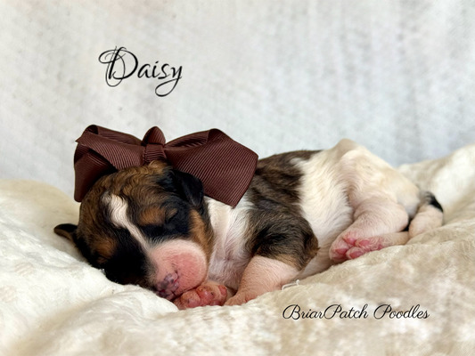 Daisy