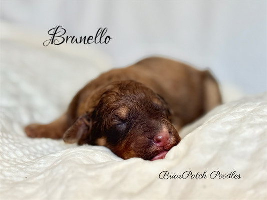 Brunello