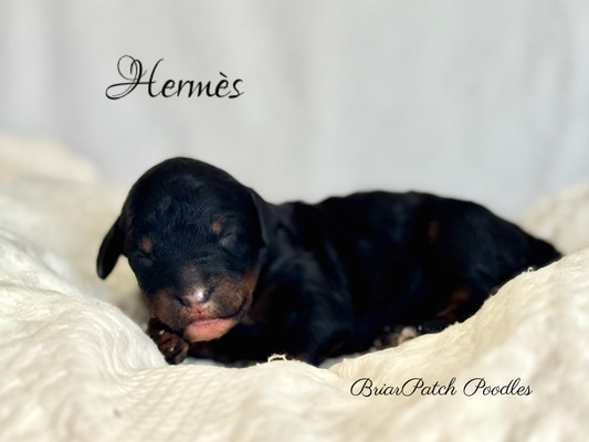 Hermès