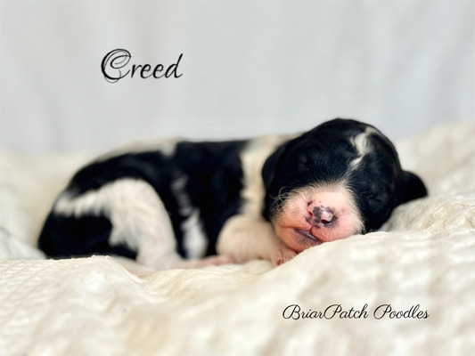 Creed