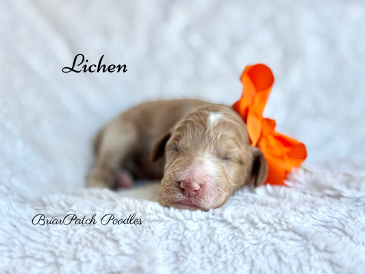 Lichen