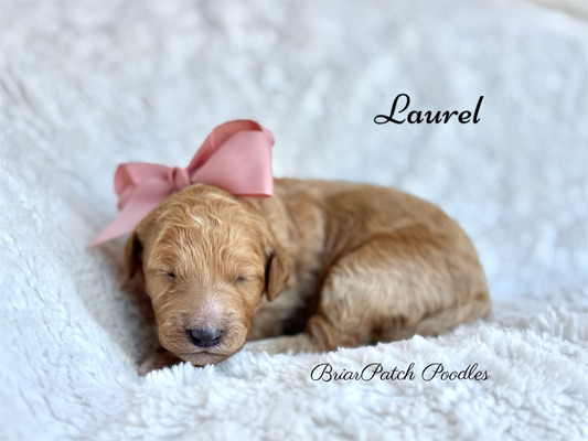 Laurel