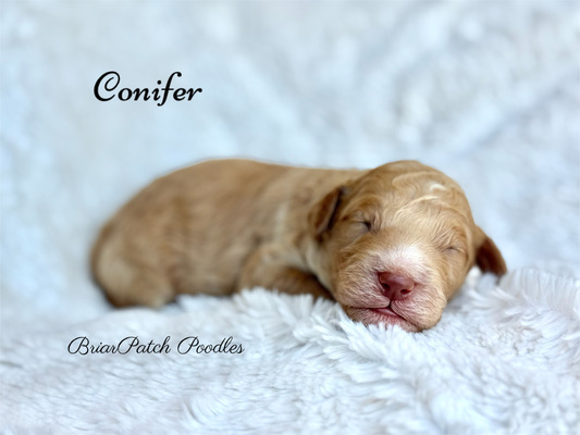 Conifer