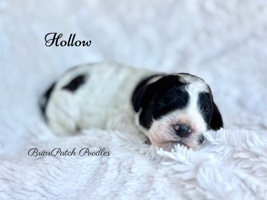 Hollow