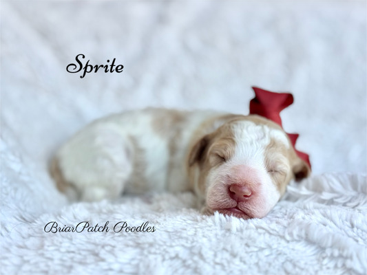 Sprite