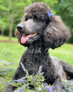 Rosie (CKC Still Smell as Sweet Rosie)